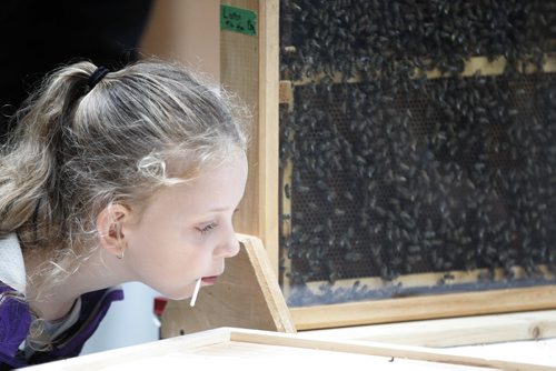 September 28, 2014 - 140928  -  Genevieve Van Tine (6) listens to some live honey bees as part of Culture Days at The Forks Sunday, September 28, 2014. The display has been set up by the Manitoba Beekeepers Association for their Honey Show. The show is to educate and introduce people to bees and the products that are produced from bee activity. John Woods / Winnipeg Free Press