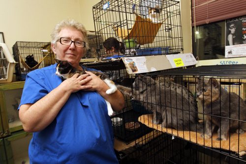 Craid Street Cats executive director Lynne Scott poses with a cat at their 489 Madison Street. Construction in front of their business is causing problems. BORIS MINKEVICH / WINNIPEG FREE PRESS  Oct. 1st, 2014
