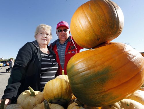 PINK PUMPKINS as well as orange  AT ST. VITAL CENTRE RAISE CASH FOR CANCERCARE: Organizer hopes to surpass last yearÄôs $6,500 donation .Stan Soltes, the man behind last yearÄôs pink pumpkin sale, is back with a fresh crop .Soltes and St. Vital Centre are teaming up once more to sell pumpkins in support of breast cancer. From October 2 to 5, Soltes will set up in the parking lot near Old Navy to sell his pumpkins, along with a selection of squash and sugar pie pumpkins. Due to a late spring and poor growing season, pink pumpkins are limited this year, but Soltes has a colourful selection of orange, green, and blonde pumpkins available. Soltes, 76, has a very personal connection to the project, as his daughter, Debbie McDonald, was diagnosed with lymphoma of the brain June 2013. Proceeds from the sale of the pumpkins will go to CancerCare Manitoba, and directed to breast cancer research and care. October is also breast cancer awareness month. Last year, Soltes sold out within four days and raised over $6,500 for CancerCare Manitoba. This year, Soltes and St. Vital Centre hope to see even more people turn up to purchase pumpkins in support of a charitable cause. Oct. 2 2014 / KEN GIGLIOTTI / WINNIPEG FREE PRESS