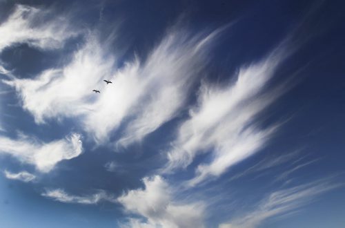 Two Canada geese fly in fall wispy cirrus clouds in Headingley, Manitoba ThursdayStandup Photo- Oct 02, 2014   (JOE BRYKSA / WINNIPEG FREE PRESS)