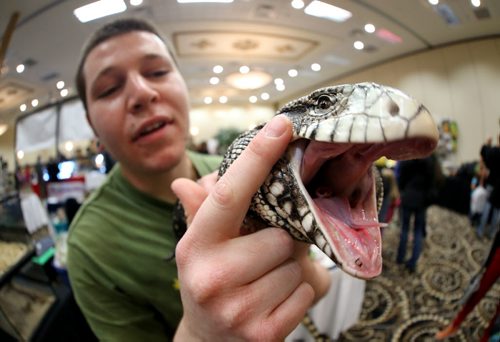 Devin Bunney holding a Argentine Black and White Tegu at the Manitoba Reptile Breeders Expo at the Victoria Inn, Saturday, October 4, 2014. The Expo is on today and tomorrow until 5pm. (TREVOR HAGAN/WINNIPEG FREE PRESS)