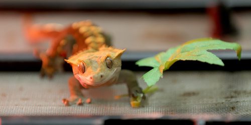 A Crested Gecko on display from Just Addy's Geckos at the Manitoba Reptile Breeders Expo at the Victoria Inn, Saturday, October 4, 2014. The Expo is on today and tomorrow until 5pm. (TREVOR HAGAN/WINNIPEG FREE PRESS)