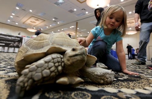 Zoey Anderson, 3, checking out Moses, a 16 year old African Sulcata Tortoise at the Manitoba Reptile Breeders Expo at the Victoria Inn, Saturday, October 4, 2014. The Expo is on today and tomorrow until 5pm. (TREVOR HAGAN/WINNIPEG FREE PRESS)