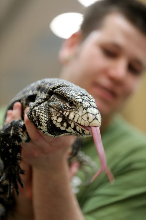 Devin Bunney holding a Argentine black and white tegu at the Manitoba Reptile Breeders Expo at the Victoria Inn, Saturday, October 4, 2014. The Expo is on today and tomorrow until 5pm. (TREVOR HAGAN/WINNIPEG FREE PRESS)