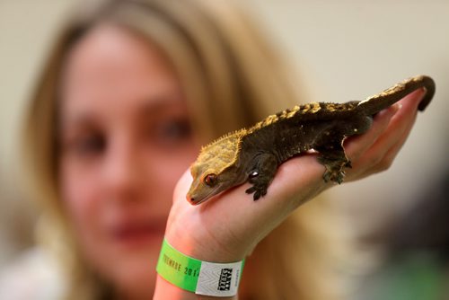 Carra Bowman, from Just Addy's Geckos holding a Crested Gecko at the Manitoba Reptile Breeders Expo at the Victoria Inn, Saturday, October 4, 2014. The Expo is on today and tomorrow until 5pm. (TREVOR HAGAN/WINNIPEG FREE PRESS)