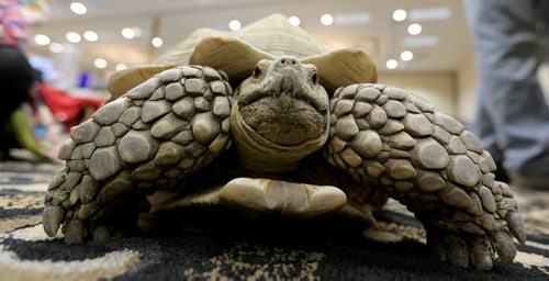 Moses, a 16 year old African Sulcata Tortoise at the Manitoba Reptile Breeders Expo at the Victoria Inn, Saturday, October 4, 2014. The Expo is on today and tomorrow until 5pm. (TREVOR HAGAN/WINNIPEG FREE PRESS)