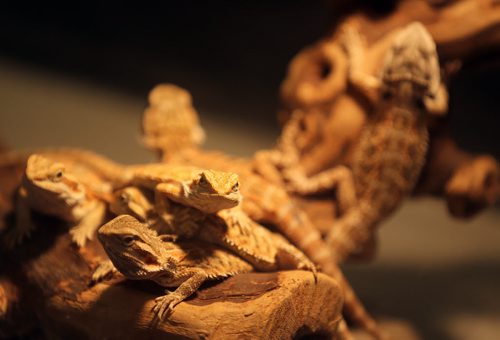 Small bearded dragons for sale at the Manitoba Reptile Breeders Expo at the Victoria Inn, Saturday, October 4, 2014. The Expo is on today and tomorrow until 5pm. (TREVOR HAGAN/WINNIPEG FREE PRESS)