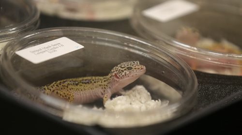 The Manitoba Reptile Breeders Expo at the Victoria Inn, Saturday, October 4, 2014. The Expo is on today and tomorrow until 5pm. (TREVOR HAGAN/WINNIPEG FREE PRESS)