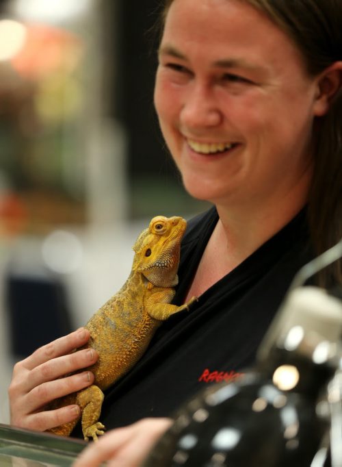 Lisa Greenberg holding a bearded dragon at the Manitoba Reptile Breeders Expo at the Victoria Inn, Saturday, October 4, 2014. The Expo is on today and tomorrow until 5pm. (TREVOR HAGAN/WINNIPEG FREE PRESS)