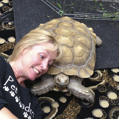 Ashley Prest / Winnipeg Free Press  Tripper Stollery, who owns Pet Traders with her husband Lance Rosolowich, takes a "tortoise selfie" with family pet Moses, a 16-year-old African spurred tortoise that the family rescued when he was surrendered at their store about 11 years ago. Moses weighs about 50 pounds, could double in size and could live to be 100-150 years of age. Oct. 5, 2014