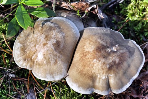 MUSHROOMS - For photo page.  These fungi were photographed in the forests south of Grand Beach. BORIS MINKEVICH / WINNIPEG FREE PRESS  Sept. 25, 2014