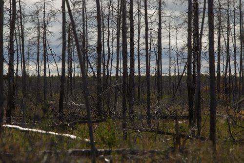 Plant life is slowly returning to the forest north of Grand Rapids, MB where a massive fire in 2008 destroyed 53,008 hectares of forest. 140929 - Monday, September 29, 2014 -  (MIKE DEAL / WINNIPEG FREE PRESS)