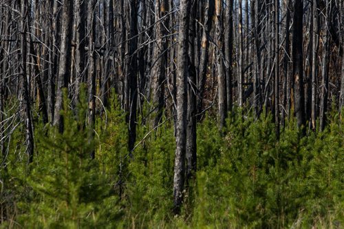 Plant life is slowly returning to the forest north of Grand Rapids, MB where a massive fire in 2008 destroyed 53,008 hectares of forest. 140929 - Monday, September 29, 2014 -  (MIKE DEAL / WINNIPEG FREE PRESS)