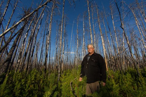 Guide Jerry Cook in the area of the forest north of Grand Rapids, MB where a massive fire in 2008 destroyed 53,008 hectares of forest. 140929 - Monday, September 29, 2014 -  (MIKE DEAL / WINNIPEG FREE PRESS)