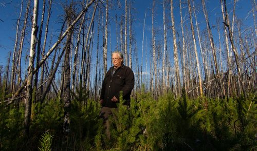 Guide Jerry Cook in the area of the forest north of Grand Rapids, MB where a massive fire in 2008 destroyed 53,008 hectares of forest. 140929 - Monday, September 29, 2014 -  (MIKE DEAL / WINNIPEG FREE PRESS)