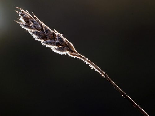 Frosty Morning- A piece of wheat is covered in frost just outside Winnipeg Thursday morning-See Standup Photo- Oct 09, 2014   (JOE BRYKSA / WINNIPEG FREE PRESS)
