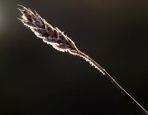 Frosty Morning- A piece of wheat is covered in frost just outside Winnipeg Thursday morning-See Standup Photo- Oct 09, 2014   (JOE BRYKSA / WINNIPEG FREE PRESS)