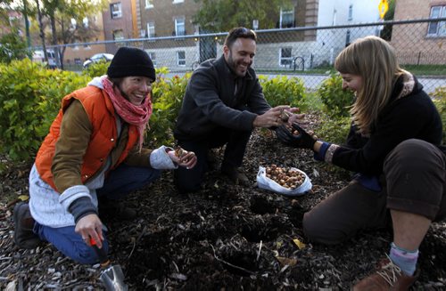 Photo of Winnipeg Blub Project director Derek Yarnell, centre, with volunteer bulb planters Madhavi Messmer and Nyree Bridgmyn in a Park in the West Broadway area. The 2nd annual Winnipeg Bulb Project is a non-profit, volunteer-driven initiative to put flowers in gardens and yards in the North End and downtown. Yarnell said the project "aims to connect people living in urban neighbourhoods with nature, one bulb at a time." He donated 2,000 to various community organzations last year and has increased that donation to 11,500 this year and spread them around to about 20 community groups and schools. BORIS MINKEVICH / WINNIPEG FREE PRESS October 9, 2014