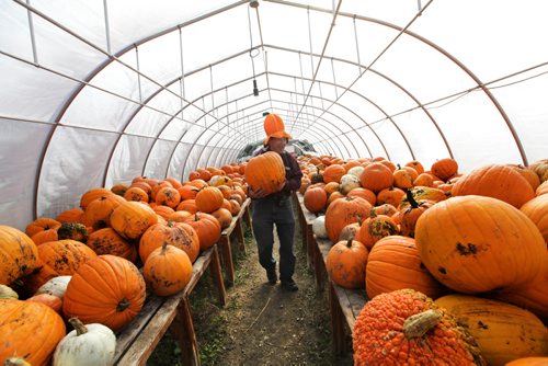 Michael Ganczar, owner of The Jolly Green Thumb on Roblin Blvd. just west of the city limits sells hundreds of pumpkins he grew over the summer in his greenhouse Friday.  Standup photo Oct 10,  2014 Ruth Bonneville / Winnipeg Free Press