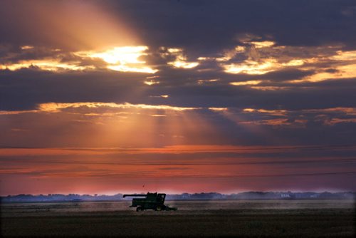 Last Harvest- Arni Ammeter drives his combine using every bit of evening light to harvest the last of his canola just outside Winnipeg in Headingley, Manitoba Feature photo- Oct 10, 2014   (JOE BRYKSA / WINNIPEG FREE PRESS)