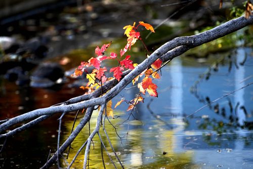 Maple leafs glow red in the late afternoon sunshine on a branch laying in the Assiniboine Park Duck Pond Saturday. Standup photo Oct 11,  2014 Ruth Bonneville / Winnipeg Free Press