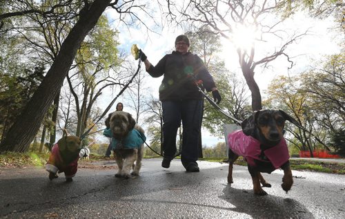 Lee Wilcox walks her dogs Rockee (right), Sassi (left) and Chewie as part of the Little Doghouse Club small-dog play group at Kildonan Park in Winnipeg, on Sun., Oct. 12, 2014. Photo by Jason Halstead/Winnipeg Free Press