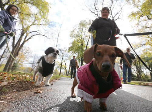 Lee Wilcox's dog Sassi leads the way as part of the Little Doghouse Club small-dog play group at Kildonan Park in Winnipeg, on Sun., Oct. 12, 2014. Photo by Jason Halstead/Winnipeg Free Press