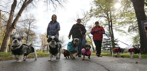 From left, Jackie Hykaway, Lee Wilcox and Renee Morin walks their dogs as part of the Little Doghouse Club small-dog play group at Kildonan Park in Winnipeg, on Sun., Oct. 12, 2014. Photo by Jason Halstead/Winnipeg Free Press