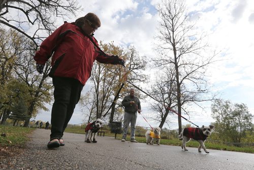 Renee Morin walks her dogs Spencer (a schnauzer), and Chloe (a schnauzer-poodle cross, right), as part of the Little Doghouse Club small-dog play group at Kildonan Park in Winnipeg, on Sun., Oct. 12, 2014. Photo by Jason Halstead/Winnipeg Free Press
