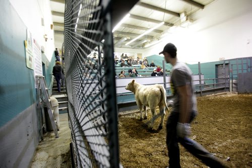 Biz: Calves are auctioned off at  Winnipeg Livestock Sales, just north of the perimeter  Friday. Story: Higher price of cattle and how thatÄôs affecting Canadian/Manitoba producers and price of beef in stores. Story by Randy Turner Oct 17,  2014 Ruth Bonneville / Winnipeg Free Press