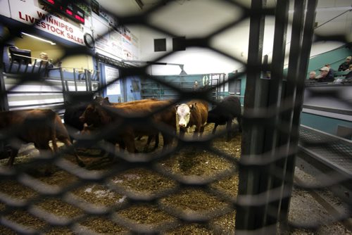 Biz: Calves are auctioned off at  Winnipeg Livestock Sales, just north of the perimeter  Friday. Story: Higher price of cattle and how thats affecting Canadian/Manitoba producers and price of beef in stores. Story by Randy Turner Oct 17,  2014 Ruth Bonneville / Winnipeg Free Press