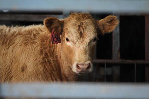 Biz: Calves are auctioned off at  Winnipeg Livestock Sales, just north of the perimeter  Friday. Story: Higher price of cattle and how thatÄôs affecting Canadian/Manitoba producers and price of beef in stores.  Story by Randy Turner Oct 17,  2014 Ruth Bonneville / Winnipeg Free Press