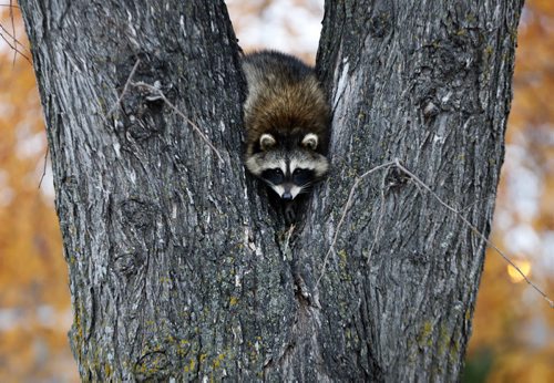 Stdup . Here's Looking at You. A well camouflaged raccoon hangs out in a tree at Salter St and Southall Dr. just after a grey overcast  morning, sunny and 11 degress for the afternoon. . Oct. 20 2014 / KEN GIGLIOTTI / WINNIPEG FREE PRESS