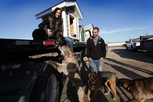 Jasmine Colucci, a volunteer with an animal rescue service NHARN, \sits on a flat bed truck with one of her rescue dogs  "Jet" along with other rescue dogs hovering, after dog houses loaded onto the truck by Mark Kohaykewych, president of Polar Industries  which is volunteering their trucking services to  ship the dog house up to Norway House for free.  See story.    Oct 23,  2014 Ruth Bonneville / Winnipeg Free Press