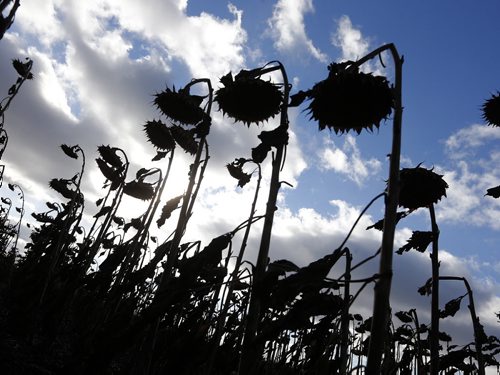 Stdup Very Scary Scenes before  halloween , sunflower heads droop  in the later afternoon sun waiting for harvest  along Sturgeon Rd. Oct. 30 2014 / KEN GIGLIOTTI / WINNIPEG FREE PRESS