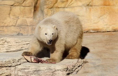 The male bear cub Blizzard looks up as he munches on raw fish at The Assiniboine Park Zoo during his first view to the public with his sibling Star Friday. Oct 31/2014  Ruth Bonneville / Winnipeg Free Press¬