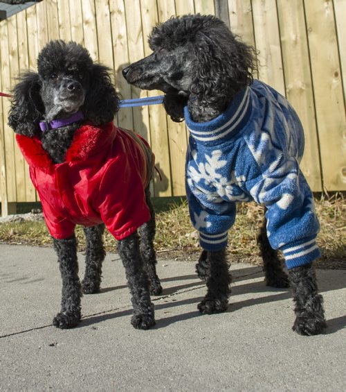141106 Winnipeg - DAVID LIPNOWSKI / WINNIPEG FREE PRESSS  Carol takes her two miniature poodles Molly (in red) and Indiana jones a.k.a. Indy (in blue) out for a walk in their winter apparel on chilly Thursday morning.