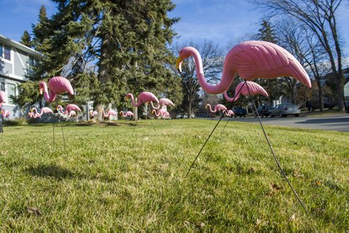 141106 Winnipeg - DAVID LIPNOWSKI / WINNIPEG FREE PRESSS  50 Flamingos adorned the lawn of a Wildwood area home Thursday morning as a way to wish Rick a happy birthday.