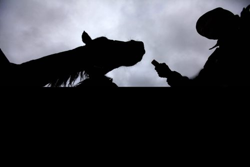 John Trowbridge, owner of Unique Corral, feeds his Percheron work horses some carrots for a mid-afternoon snack at his stable Friday on a dark, gloomy day.  Standup photos. Nov 7,  2014 Ruth Bonneville / Winnipeg Free Press