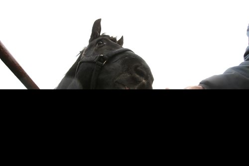 John Trowbridge, owner of Unique Corral, feeds his Percheron work horses some carrots for a mid-afternoon snack at his stable Friday on a dark, gloomy day.  Standup photos. Nov 7,  2014 Ruth Bonneville / Winnipeg Free Press