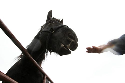 John Trowbridge, owner of Unique Corral, feeds his Percheron work horses some carrots for a mid-afternoon snack at his stable Friday on a dark, gloomy day.  Standup photos. Nov 7,  2014 Ruth Bonneville / Winnipeg Free Press