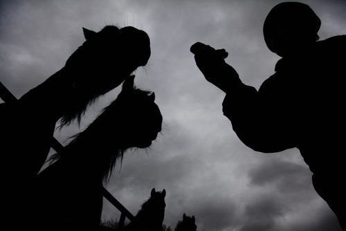 John Trowbridge, owner of Unique Corral, feeds his Percheron work horses some carrots for a mid-afternoon snack at his stable Friday on a dark, gloomy day.  Standup photos. Nov 7,  2014 Ruth Bonneville / Winnipeg Free Press