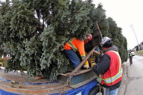 The transport crew readies the 2014 City Hall Christmas Tree for its trip. This yearÄôs tree comes from Mr. Boris TodorukÄôs yard on Springfield Road. The 12-metre-high (40 foot) tree is a Colorado blue spruce, cylindrical in form, and has a full canopy all the way to the ground. The tree is estimated to be about 50 years old. 141109 November 09, 2014 Mike Deal / Winnipeg Free Press