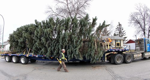 The transport crew readies the 2014 City Hall Christmas Tree for its trip. This yearÄôs tree comes from Mr. Boris TodorukÄôs yard on Springfield Road. The 12-metre-high (40 foot) tree is a Colorado blue spruce, cylindrical in form, and has a full canopy all the way to the ground. The tree is estimated to be about 50 years old. 141109 November 09, 2014 Mike Deal / Winnipeg Free Press