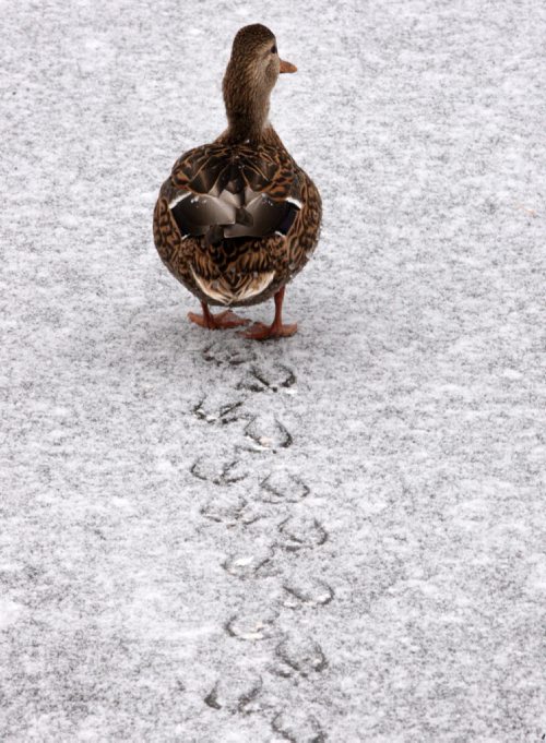 Heading South-  A mallard duck discovers the creek at Kildonan Park is frozen over- Standup Photo Nov 10, 2014   (JOE BRYKSA / WINNIPEG FREE PRESS)