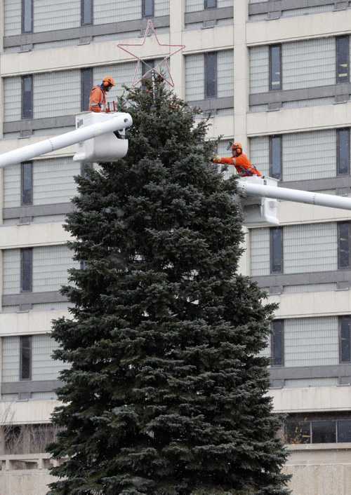 Stdup City Hall Christmas tree , a 12 m. tall , 50 year old Colorado spruce is being fitted with over 9000 lights that the new mayor Brian Bowman will lite Friday .  NOV. 10 2014 / KEN GIGLIOTTI / WINNIPEG FREE PRESS