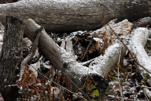 Drift wood from spring  flooding is coated with snow.Picture Page for Saturady . Summer gardens along Waterfront Dr. see their first snow. Autumns Edge as the first  snow flakes  tries to fall in the city of Winnipeg along the Red River at Waterfront Dr. NOV. 10 2014 / KEN GIGLIOTTI / WINNIPEG FREE PRESS