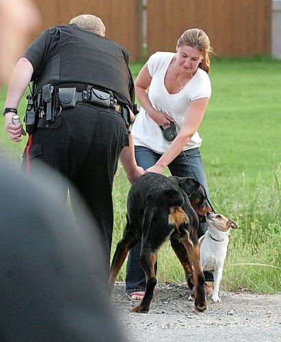 BORIS MINKEVICH / WINNIPEG FREE PRESS  070819 Possible armed standoff scene on McGregor Farm Road just north of Bricker Ave. in East St. Paul. RCMP used their SWAT team and robot in the operation. Here the dog the wondered on scene was finally caught and taken back to the owner.