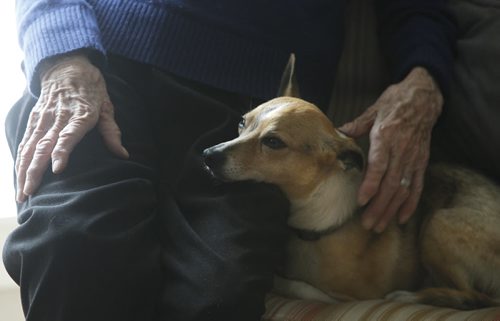 Pet column.  Kathleen Brown,96,  rescued an abused senior dog named Nigel. She got the dog from the Before the Bridge Senior K9 Rescue.   Doug Speirs  story. Wayne Glowacki / Winnipeg Free Press Nov. 17 2014
