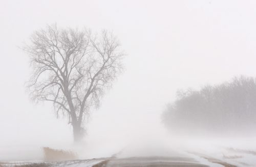 Blustery conditions with blowing snow east of Portage La Prairie, Manitoba Wednesday- Standup Photo Nov 19, 2014   (JOE BRYKSA / WINNIPEG FREE PRESS)